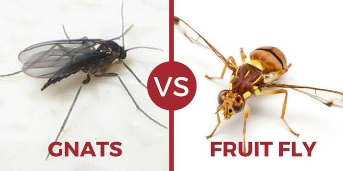 emale fungus gnats can lay up to 200 eggs each week