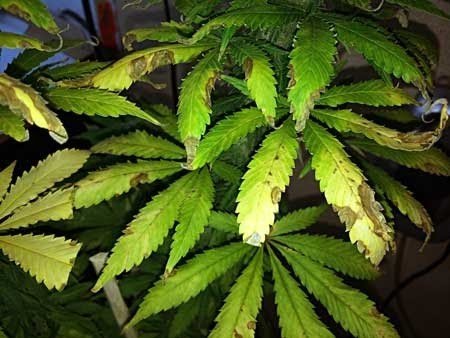 How to get rid of fungus gnats