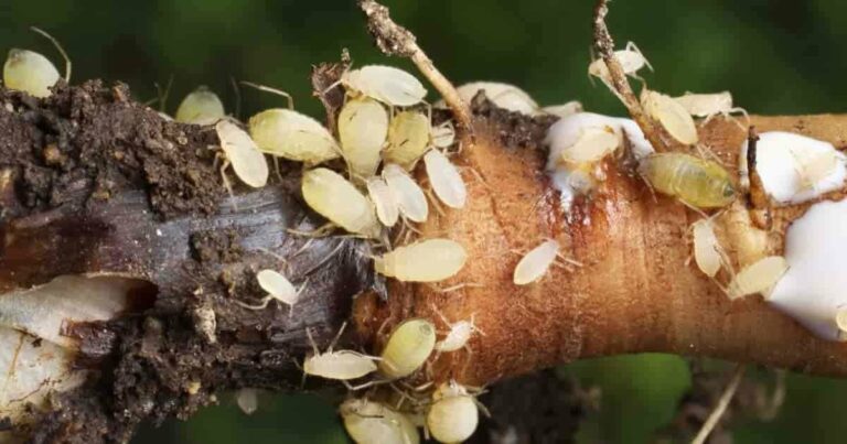 root aphids