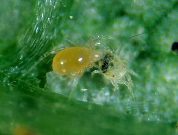 Neoseiulus fallacis predatory mite for two-spotted spider mites cyclamen mites broad mites