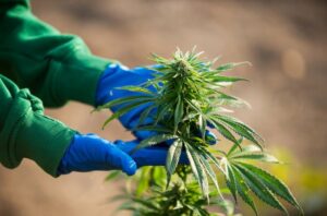 SANITATION FOR COMMERCIAL GROWN CANNABIS OPERATION