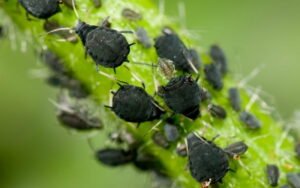 Integrated Pest Management (IPM) in Cannabis Cultivation