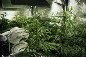 Air Circulation & Ventilation: How to Calculate CFM for Your Cannabis Grow Room