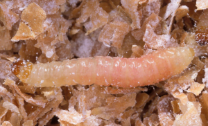 Indian meal moths and pantry moths