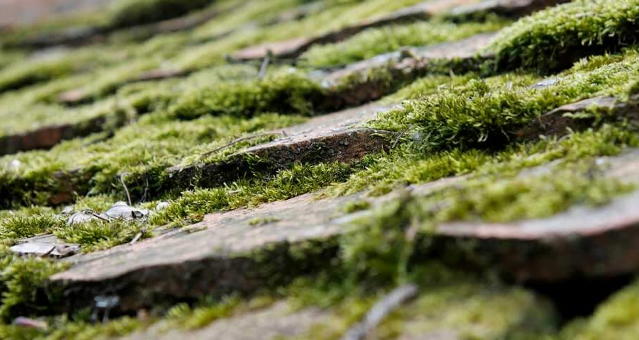 roof moss removal
