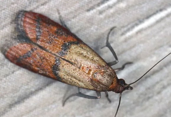 Moth-Pest-Control