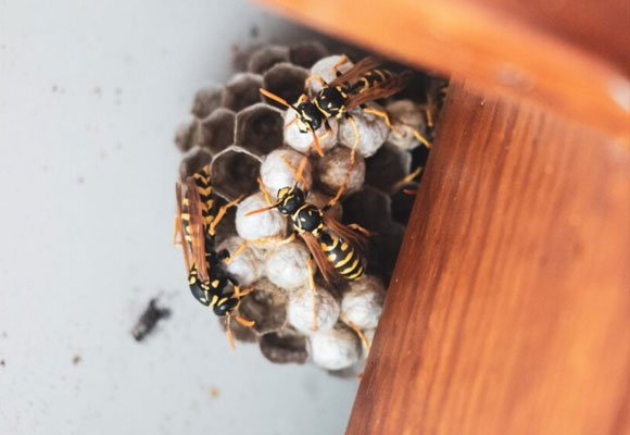 bee-wasp-pest-control
