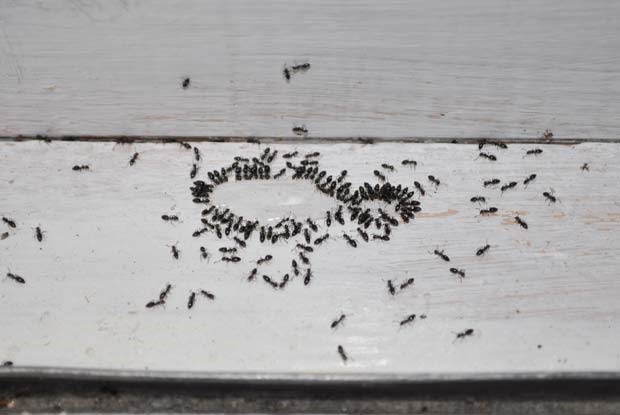 house ants Beaverton