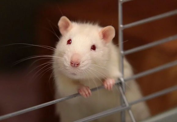 organic-rodent-pest-control