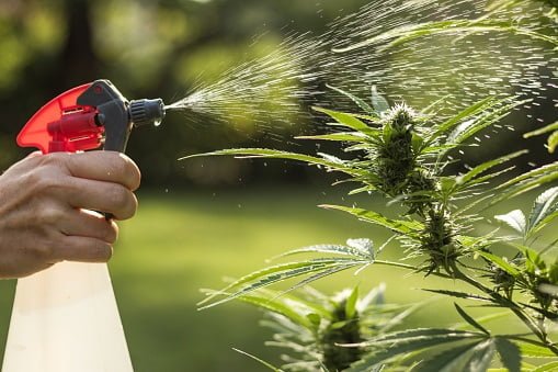 DIY bioinsecticide spray for cannabis