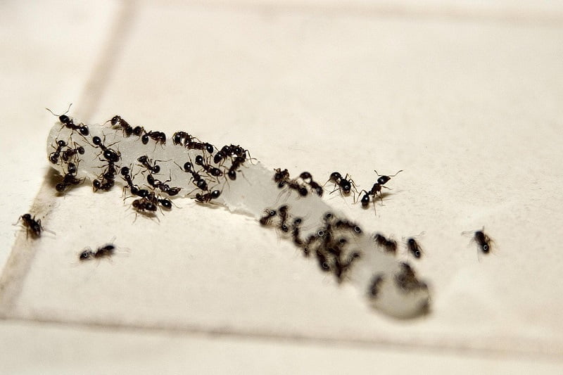 little black ants