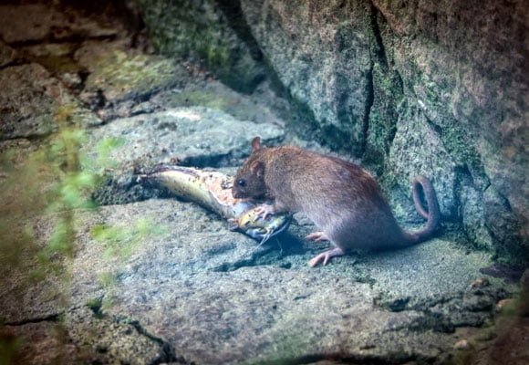 norway-rat-removal-pest-control