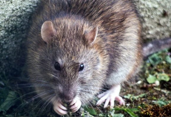 roof-rat-removal-pest-control