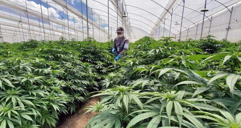 sanitation process in cannabis grow space
