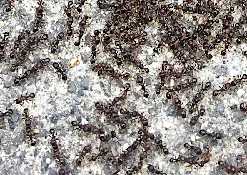 - Organic Pest Control Oregon pavement ants