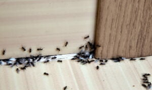 ant pest control beaverton