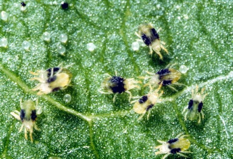 organic spider mite pest control
