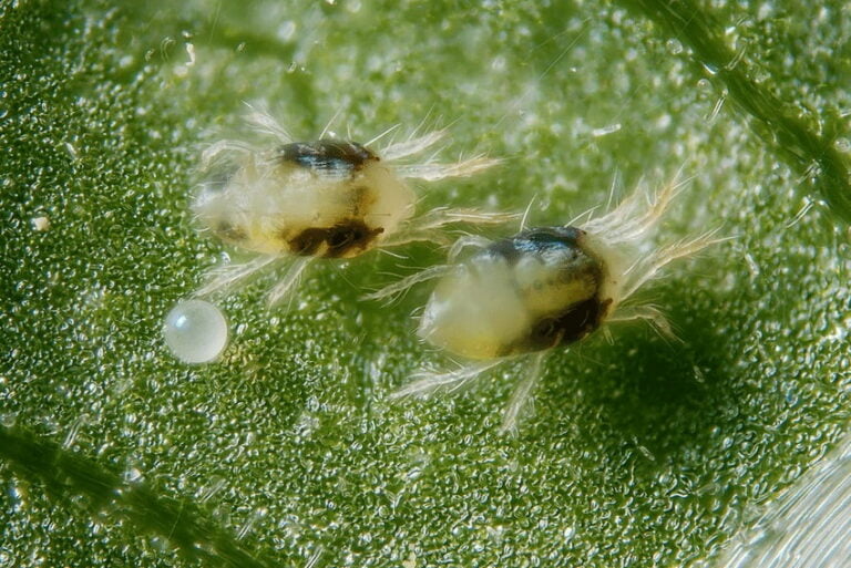 organic spider mite control