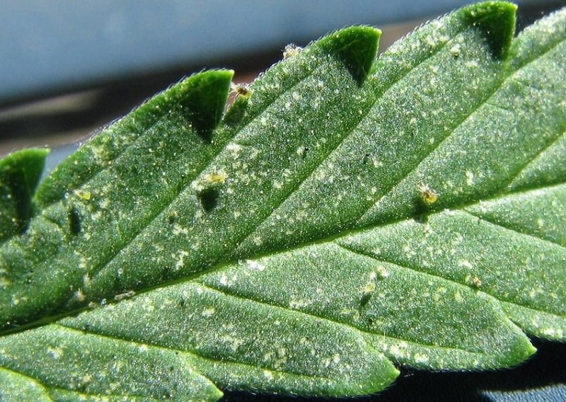 organic spider mite control