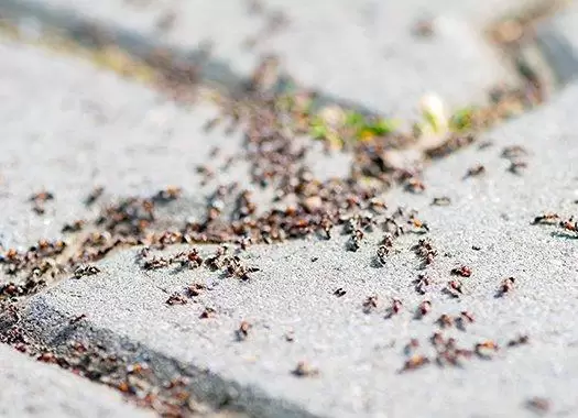 pavement-ants-infesting-a-patio Ants Infestation