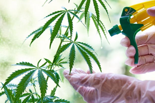 spraying-cannabis-hands-gloves-spray-solution-cannabis-close-up_83055-1494 spider mites cannabis
