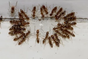 Ants and Organic Pest Control