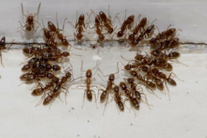 Ants and Organic Pest Control
