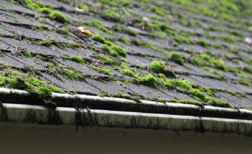 remove moss from roof