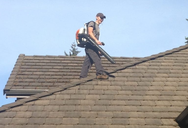 roof moss removal expert