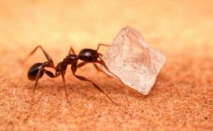 Ants and Organic Pest Control