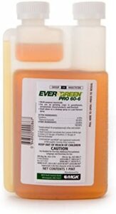 evergreen pyrethrum