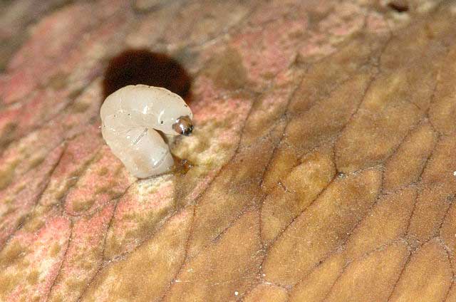 human hair gnats in hair