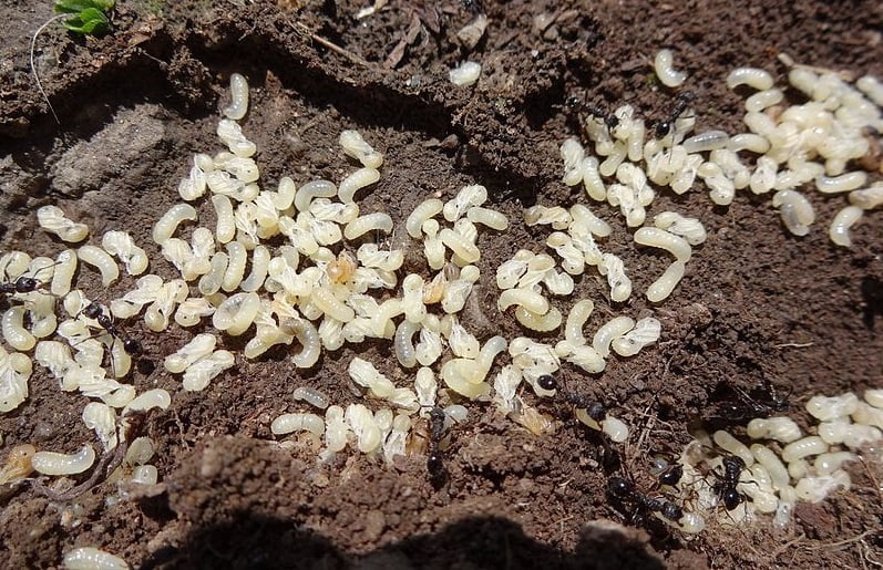 ant colony