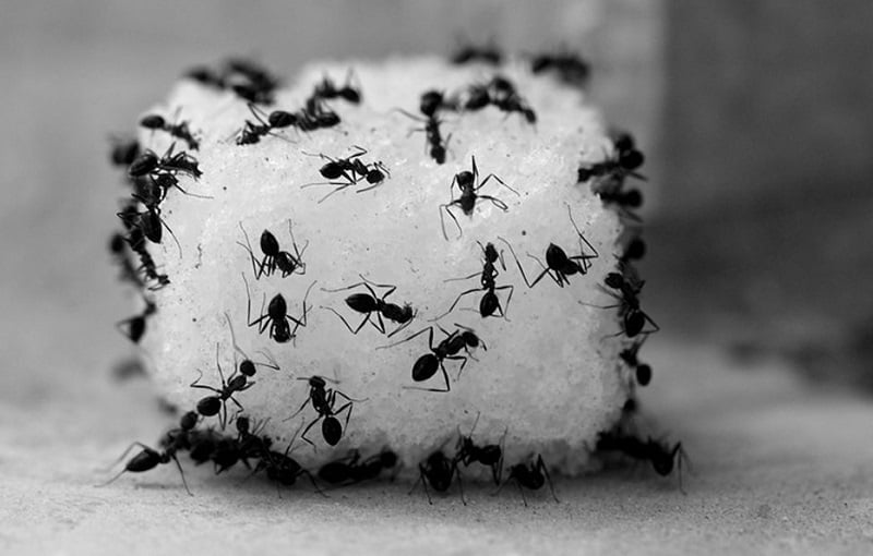 get rid of sugar ants