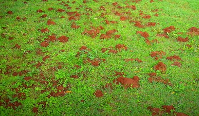 oregon ant nests in lawn