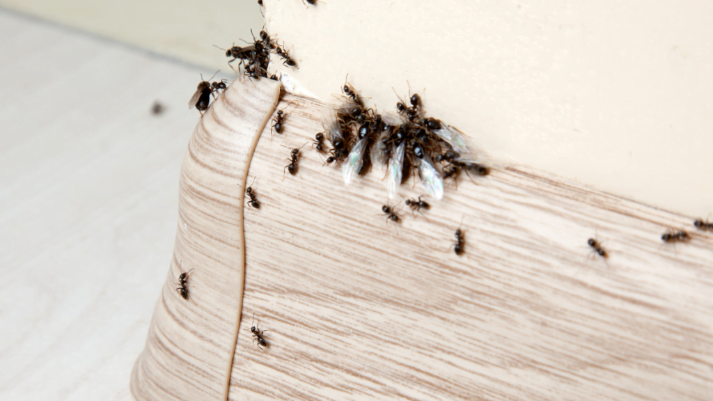 get rid of house ants