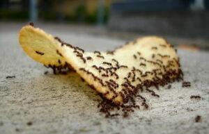 foods attracts ants