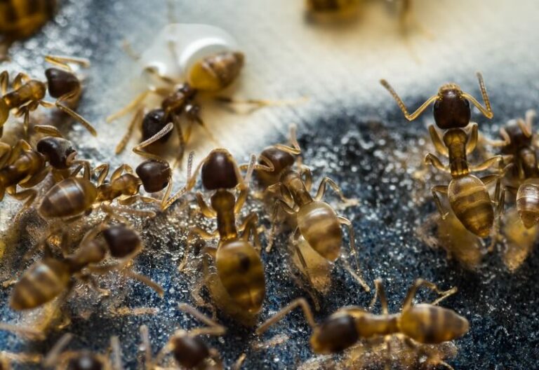 Ants and Organic Pest Control