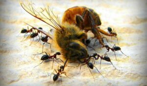 ants eating other insects