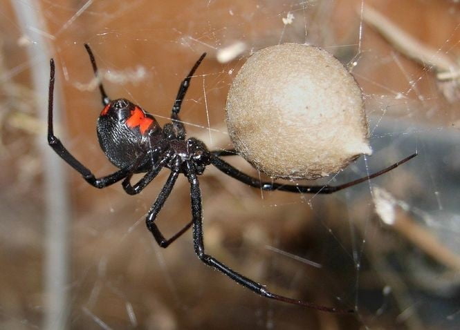 black widow spider