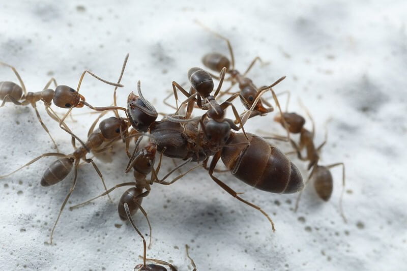 argentine ants