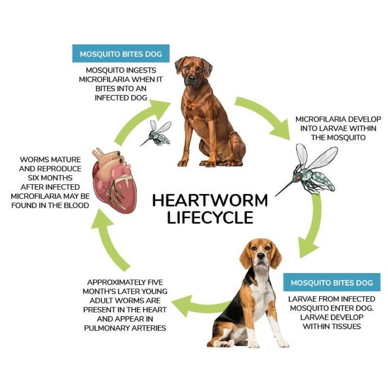 canine disease from pests