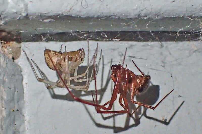 house spiders Oregon