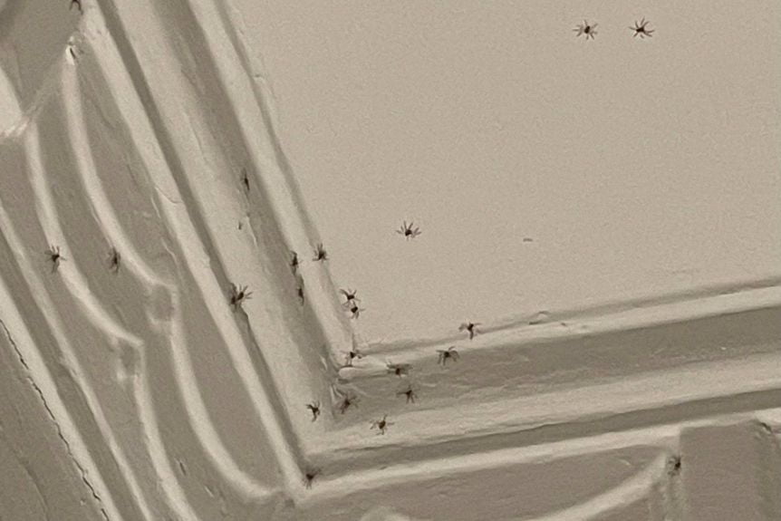 beaverton spider control