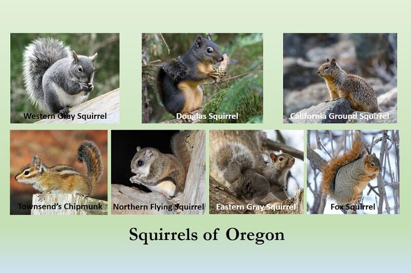 squirrels of oregon