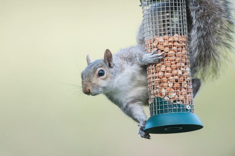 get rid of squirrels in bird feeder