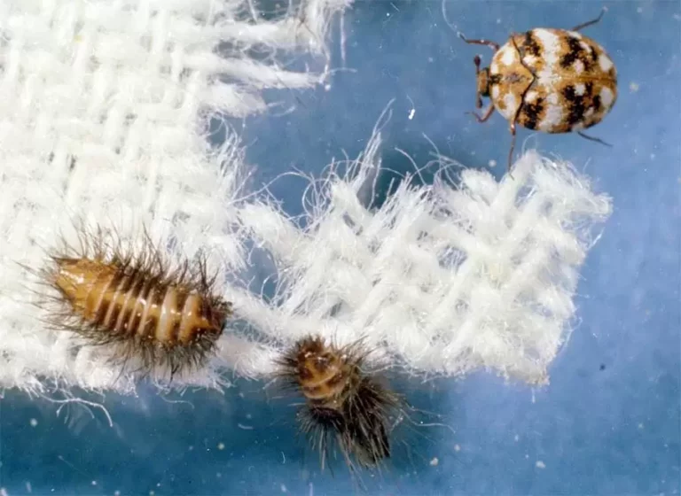 Are Carpet Beetles in Oregon Harmful & Dangerous?