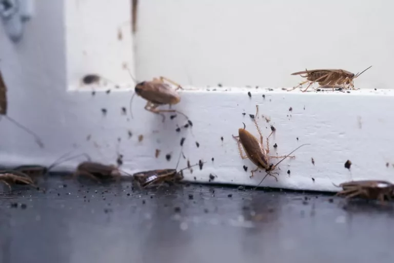 Cockroaches in Oregon: Facts about German Cockroaches