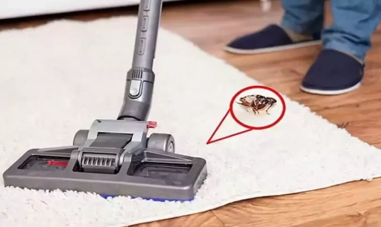 Flea Pest Control: Get Rid of Fleas from Your Oregon Home