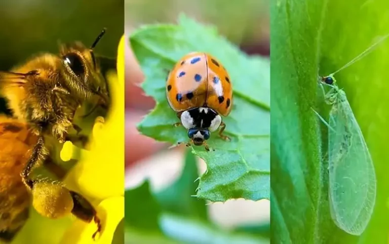 7 Beneficial Insects & Bugs in Oregon